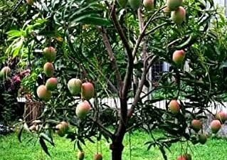 WhatsApp Image 2025-04-16 at 12.18.50 PM (1)