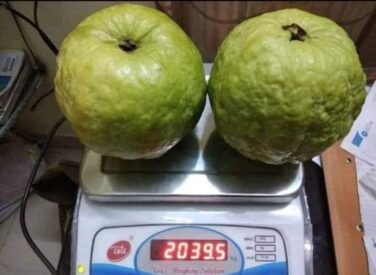 WhatsApp Image 2025-04-16 at 12.19.27 PM